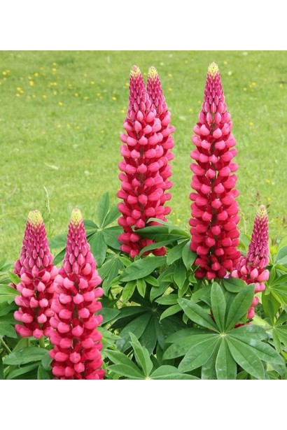 Люпин багатолистий Red Shades на клумбі